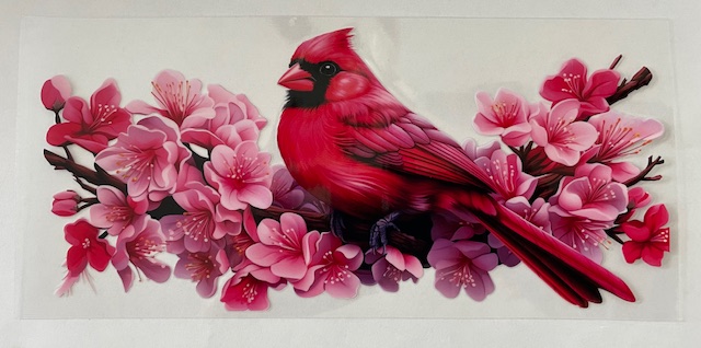 Cardinal bird