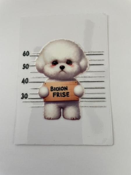 Bichon Frise