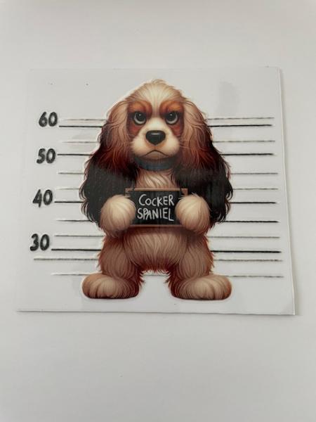 Cocker Spaniel