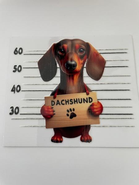 Dachshund