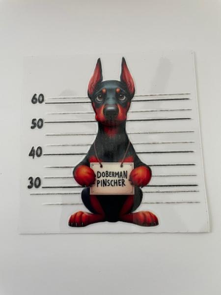 Doberman Pinscher